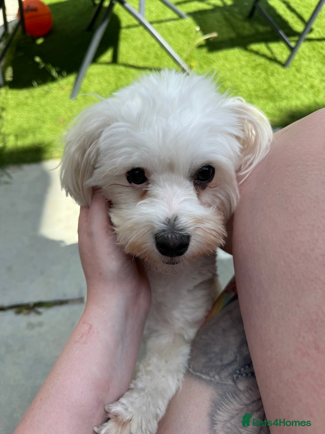 Mixed Breed dogs for sale: Loving dog Winter looking for her forever home - Image 13