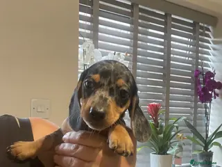 Dachshund dogs Beautiful sliver merle & Black and Tan dachshunds - Advert 18