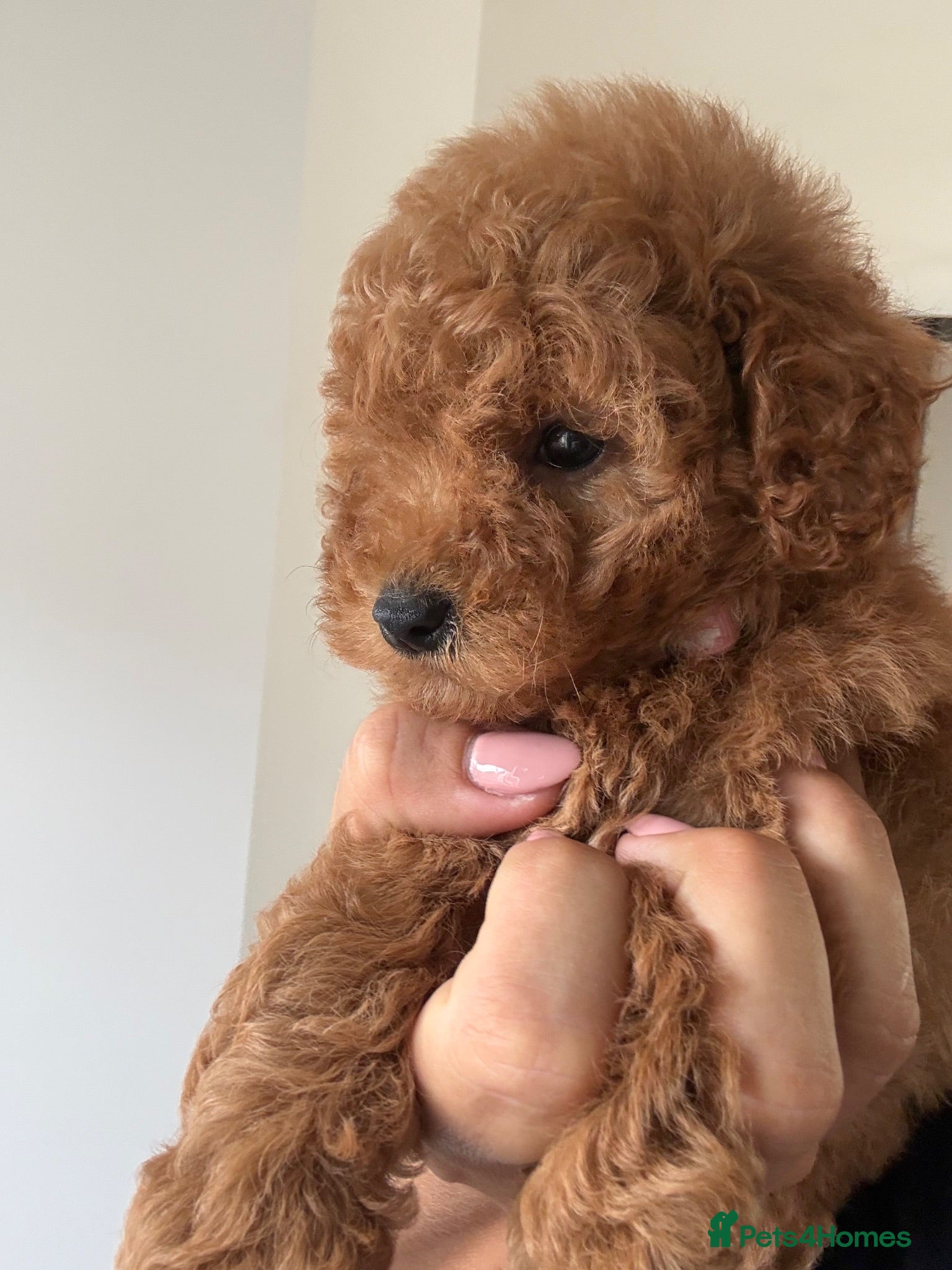Cavapoo dogs Exceptional health tested Cavapoo puppies - Advert 1