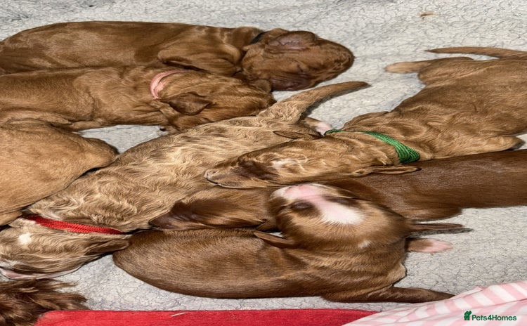 Double Doodle dogs - Advert 1