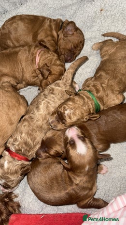 Double Doodle dogs - Advert 1