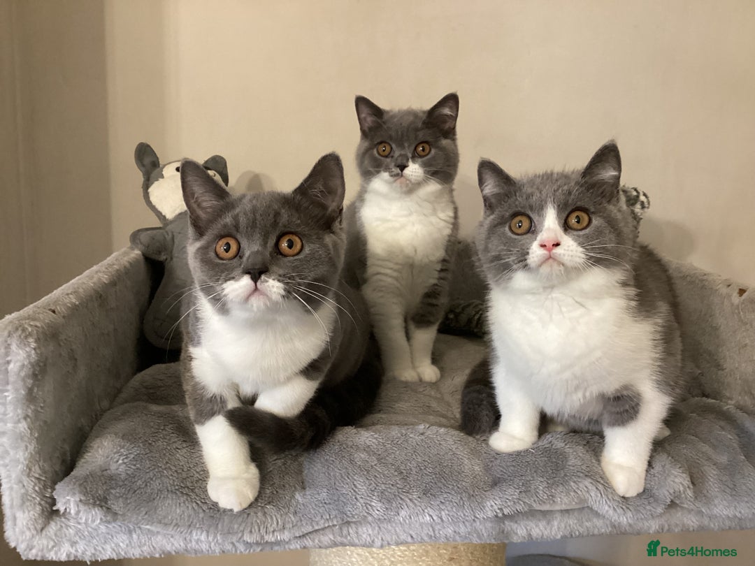 British Shorthair cats for sale: GCCF Bicolour Girls Ready NOW - Image 7