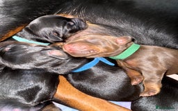 Dobermann dogs for sale: Stunning Top/Best Bloodline Dobermanns For Sale* - Advert 25
