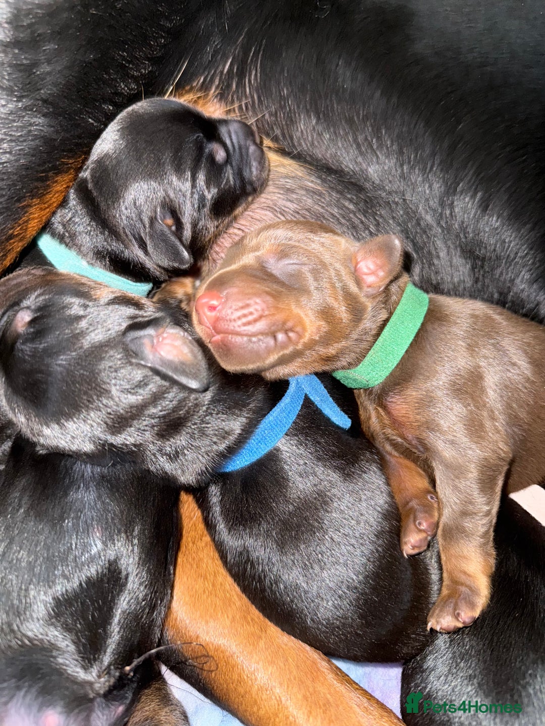 Dobermann dogs for sale: Stunning Top/Best Bloodline Dobermanns For Sale* - Advert 25