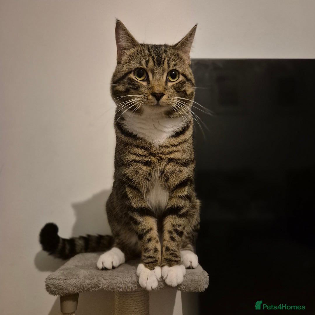 Domestic Shorthair cats for sale: Beautiful Boy needs loving home - Advert 4