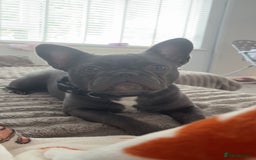 French Bulldog dogs for sale: French bulldog pup  - Image 5