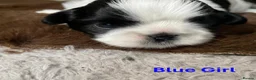 Shih Tzu dogs for sale: Pure Shih Tzu Puppies  - Advert 20