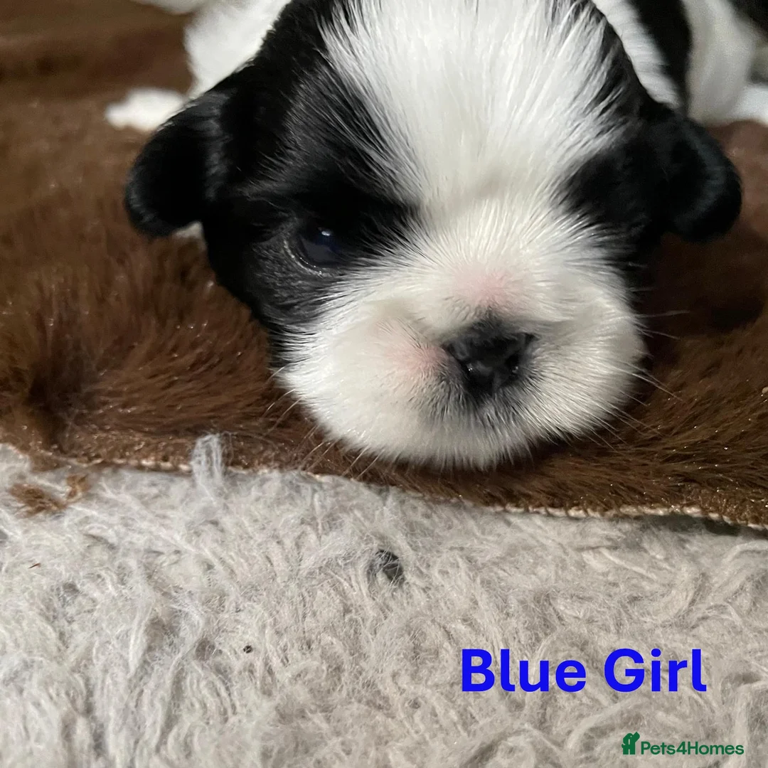 Shih Tzu dogs for sale: Pure Shih Tzu Puppies  - Advert 20