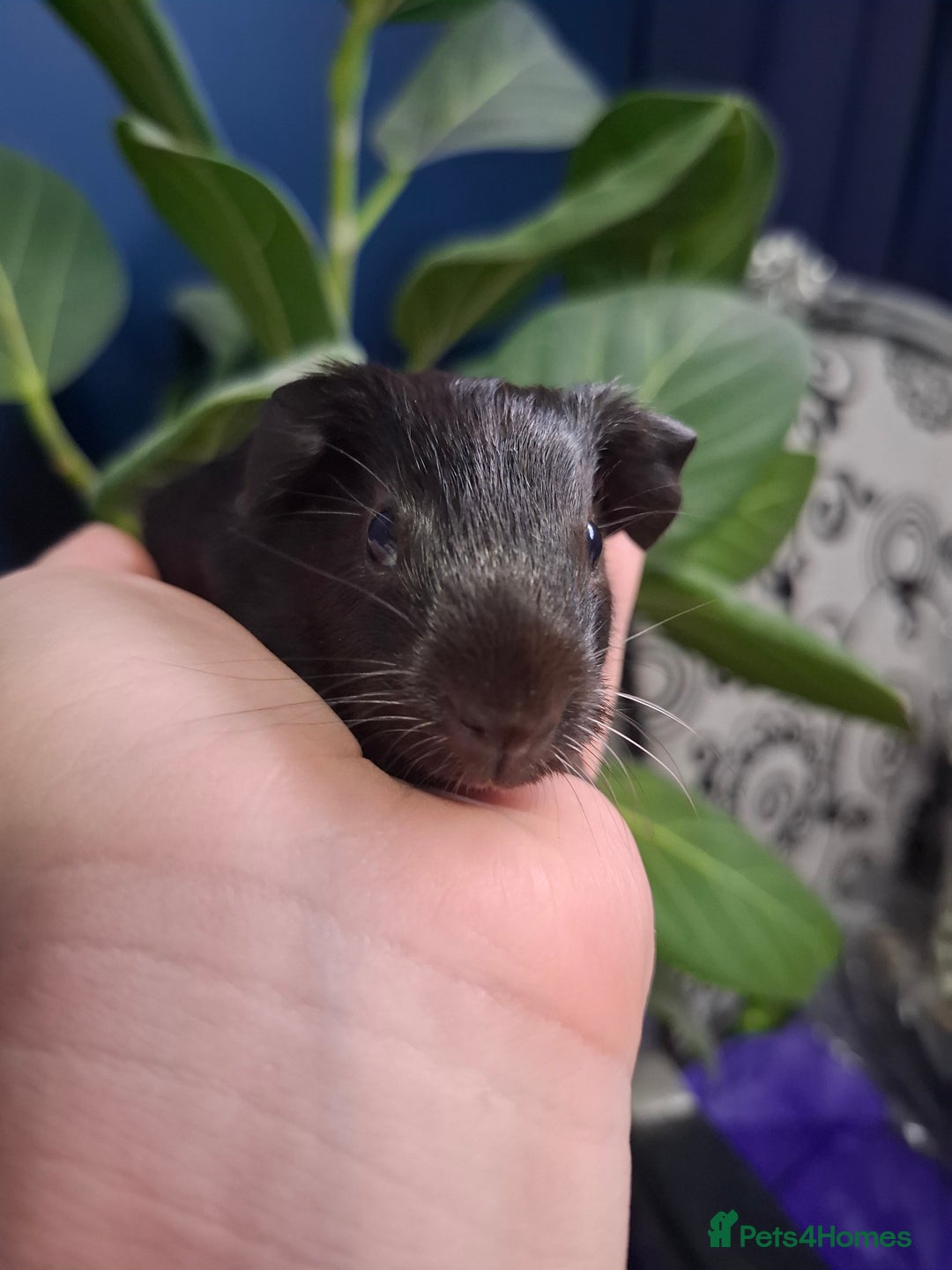 Guinea Pig rodents for sale: Beautiful Baby Guinea Pigs - Image 3
