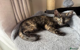 Domestic Shorthair cats for sale: tortoiseshell Kitten  - Image 19