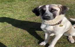 Mixed Breed dogs for sale: Kangal cross needing a new home  - Image 1
