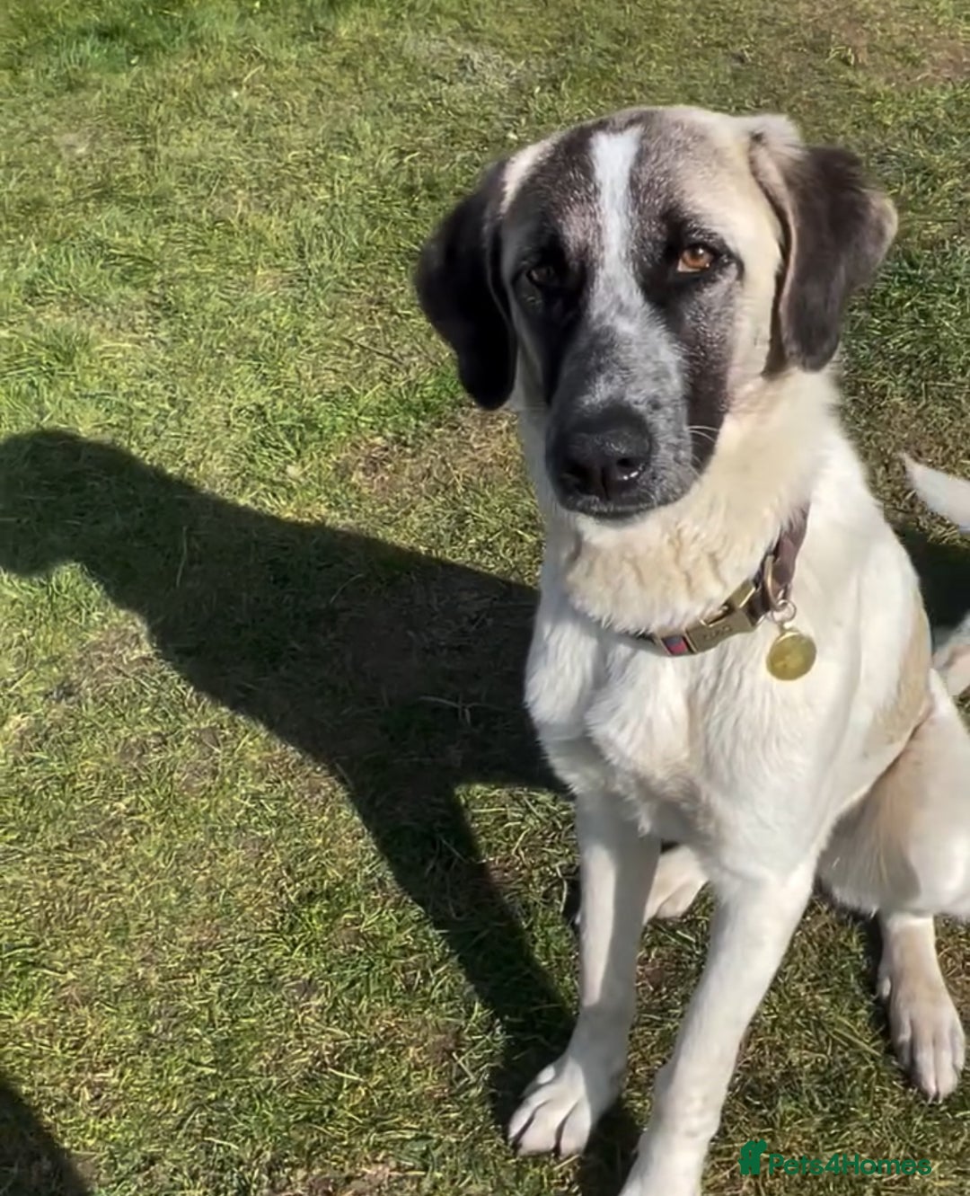 Mixed Breed dogs for sale: Kangal cross needing a new home  - Image 1