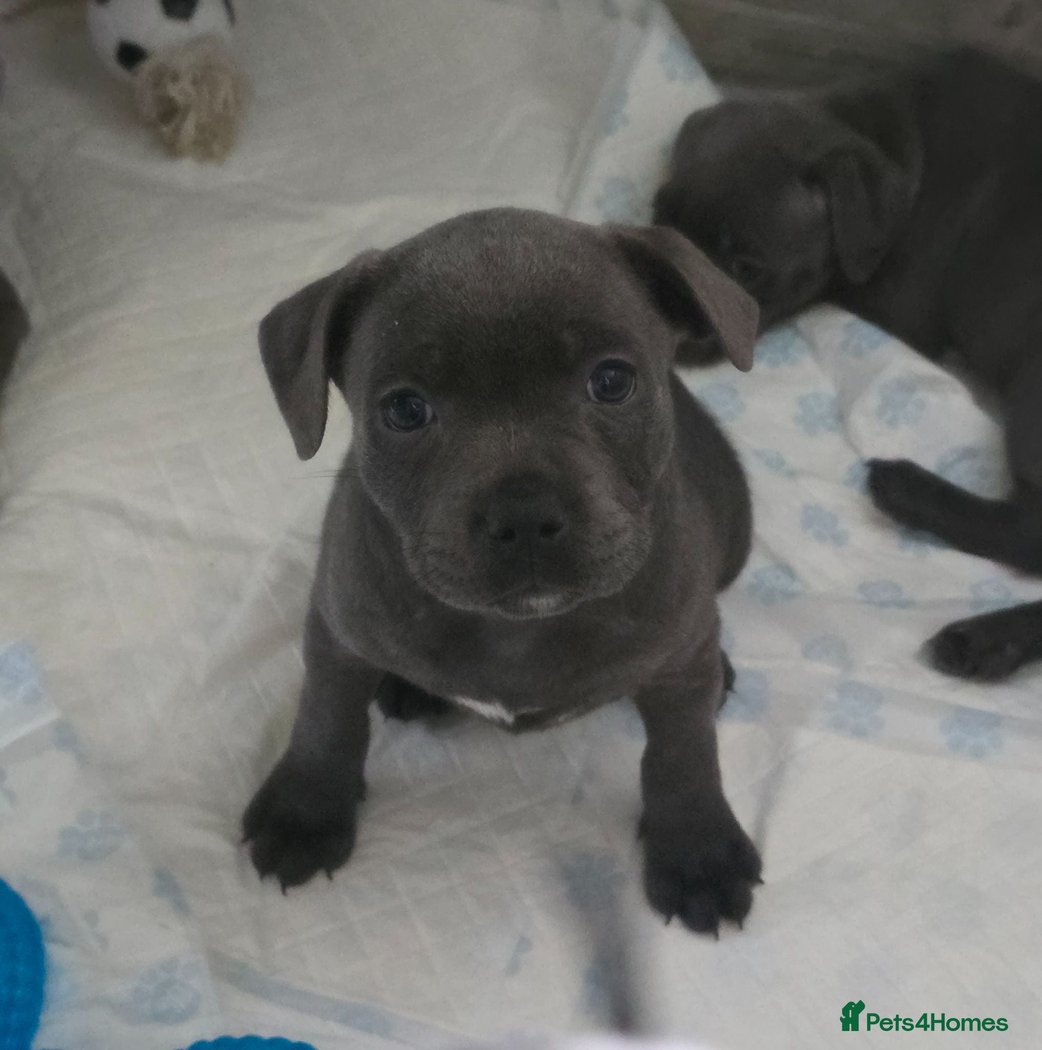 Staffordshire Bull Terrier dogs Stunning KC reg SBT BLUE PUPS - Advert 2