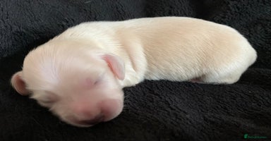 Miniature Dachshund dogs - Advert 4