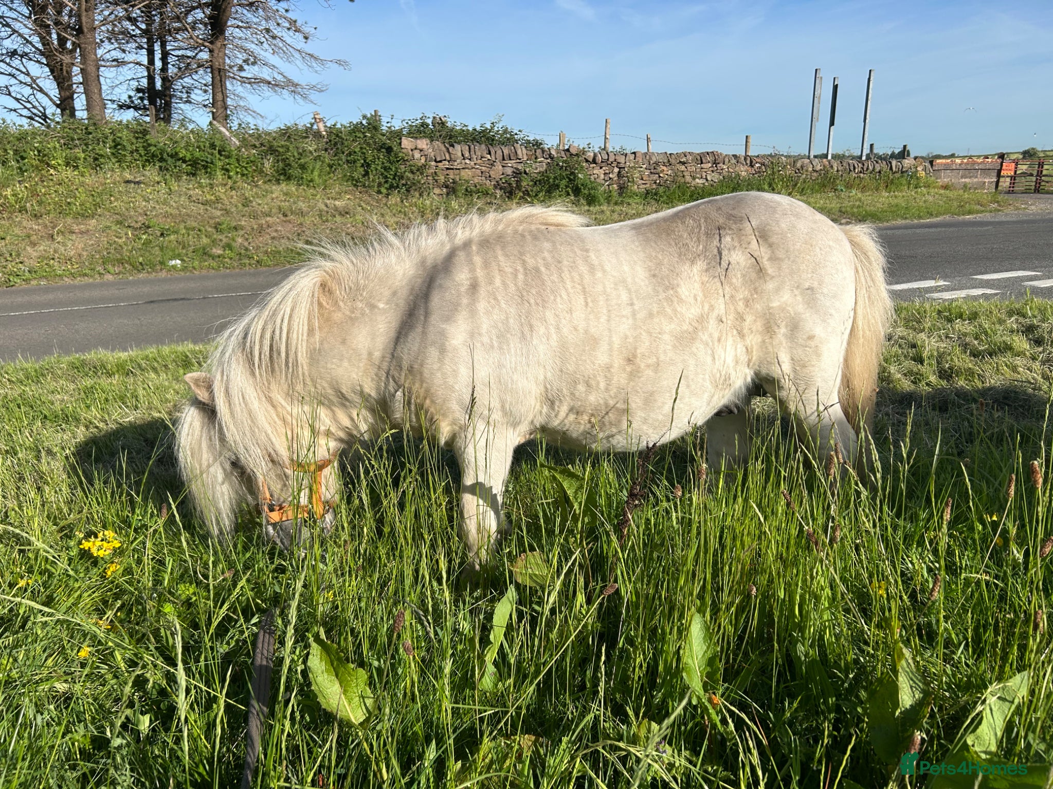 Miniature horses for sale: Miniature Shetland - Friendly & Full of Potential - Advert 4