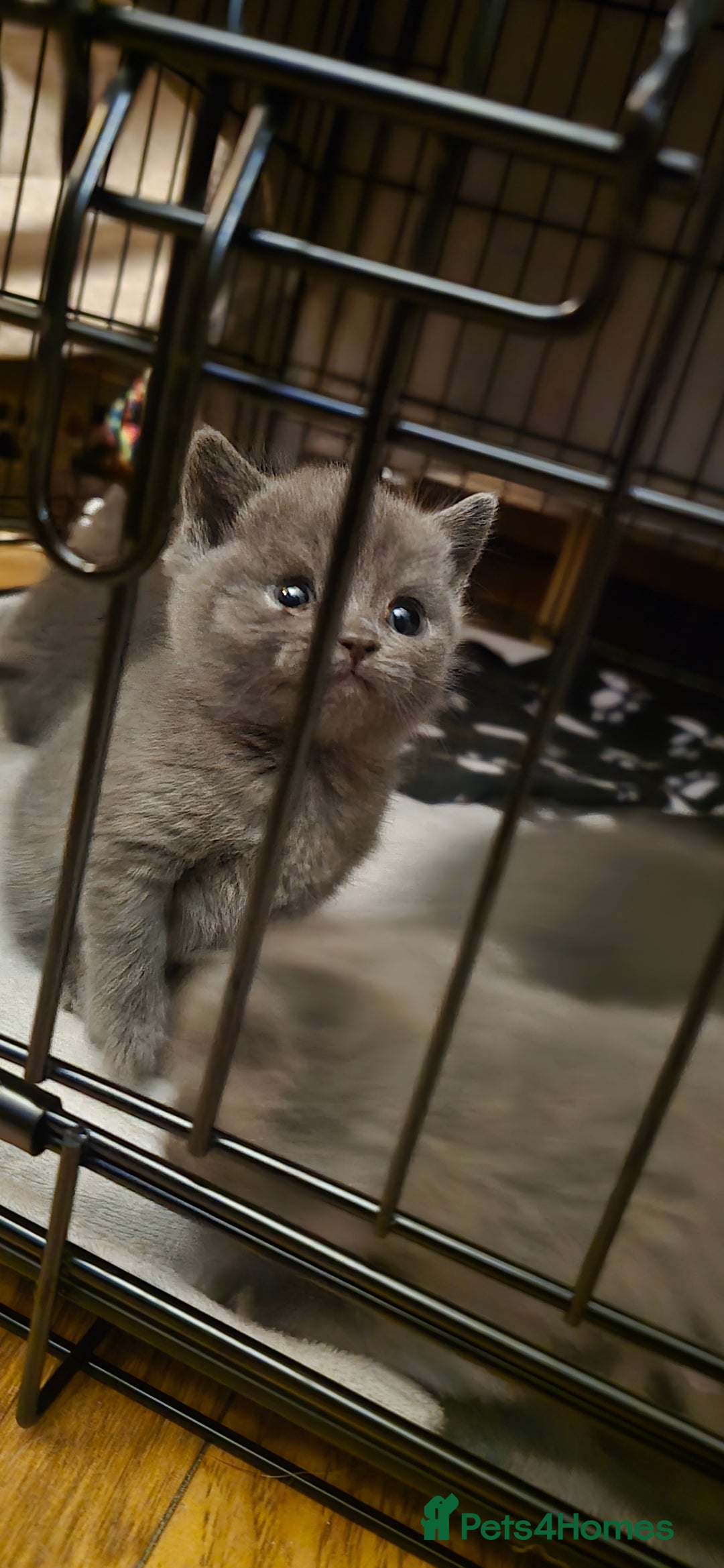 British Shorthair cats for sale: Adorable British Shorthairs. Ready 29/12. - Advert 8