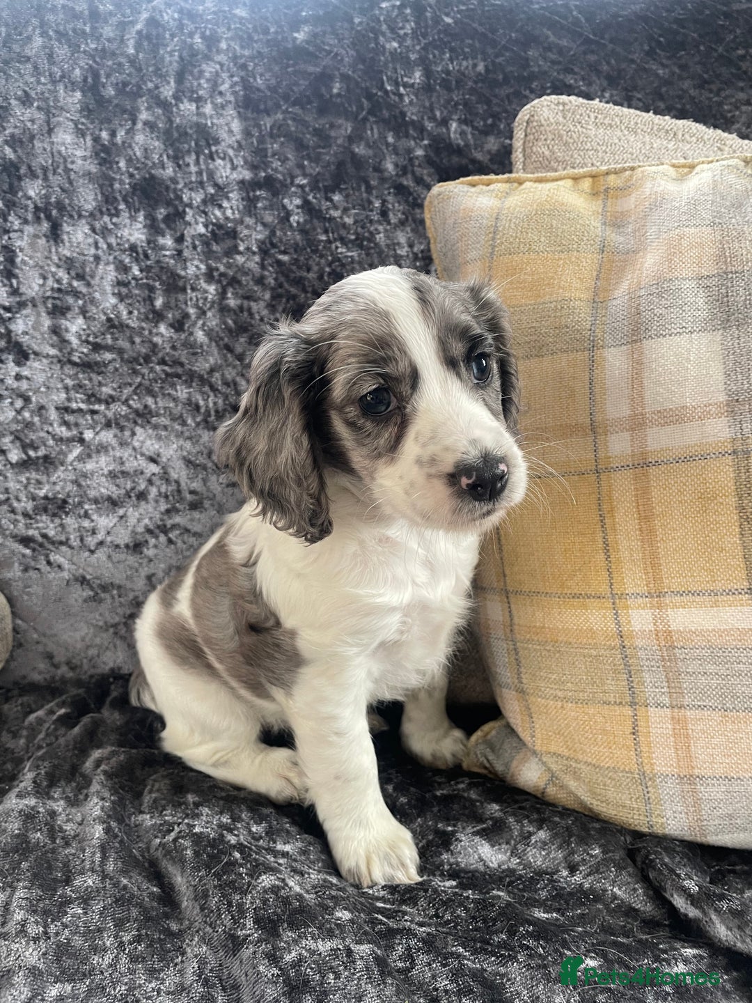 Cocker Spaniel dogs for sale: 1 Merle girl colored cocker spaniel   - Advert 7