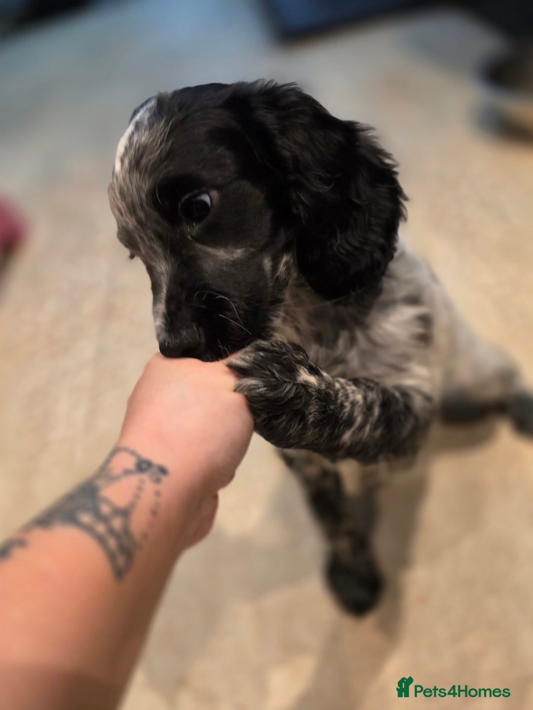 Cocker Spaniel dogs for sale: 1 left Working coker spaniel  - Advert 3