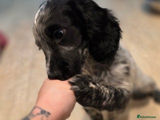 Cocker Spaniel dogs 1 left Working coker spaniel - Advert 16