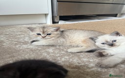Scottish Fold cats for sale: Scottish fold and straight kittens - Image 7