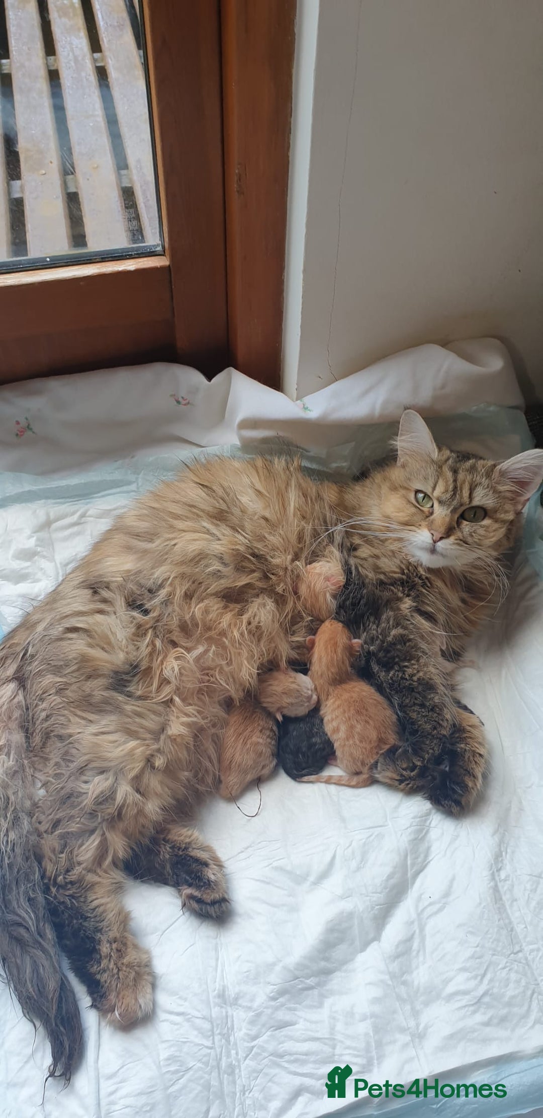 Mixed Breed cats for sale: Maine Coon cross Norwegian kittens - Image 2