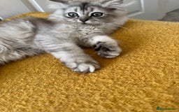 Scottish Fold cats for sale: Adorable Pure Scottish Fold Chinchilla Kittens in South Ockendon - Image 22