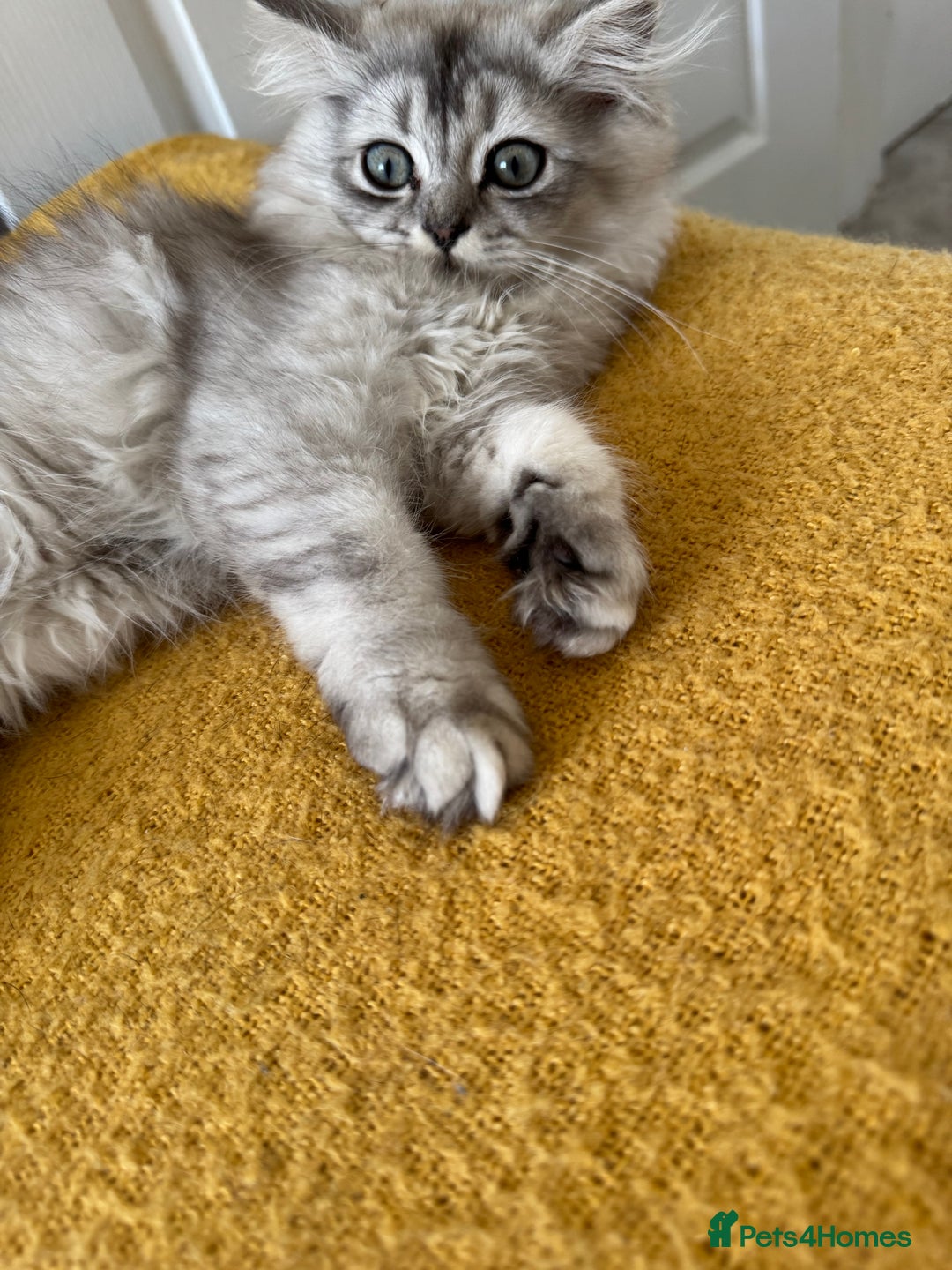 Scottish Fold cats for sale: Adorable Pure Scottish Fold Chinchilla Kittens in South Ockendon - Image 22