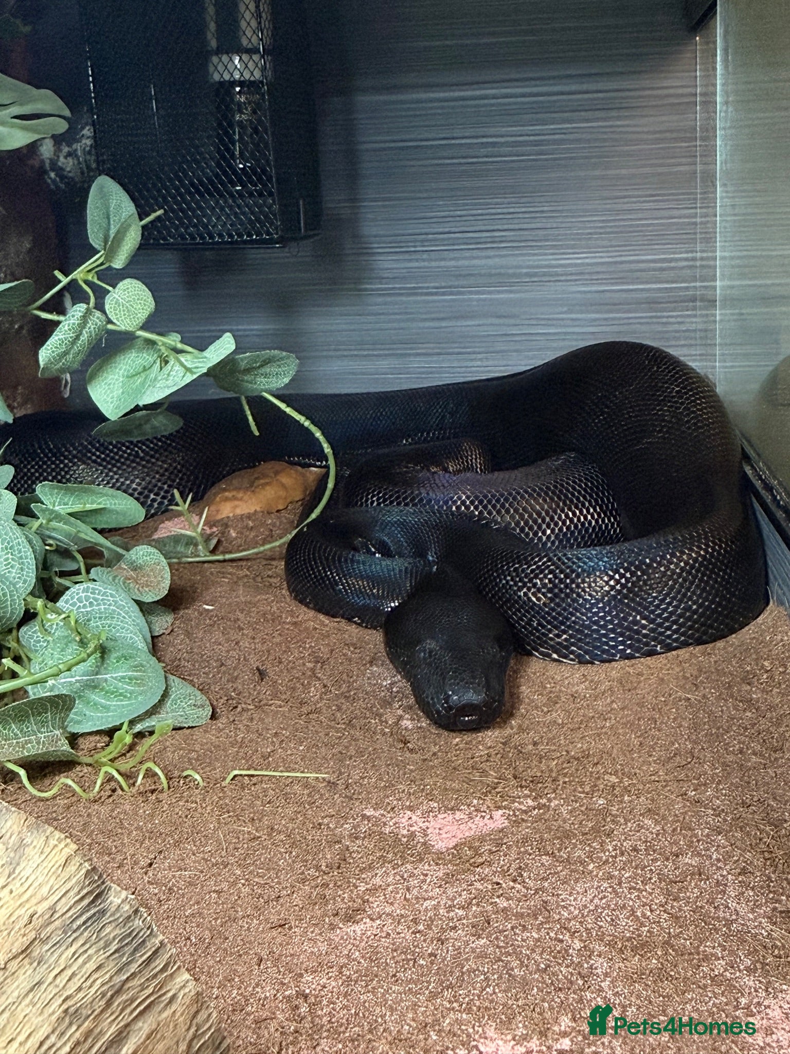Boa Snake reptiles Ghost devil boa  - Advert 1