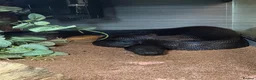 Boa Snake reptiles for sale: Ghost devil boa  - Advert 1