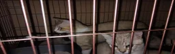 Mixed Breed cats for sale: Kittens for rehoming  in Dunfermline - Advert 11