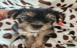 Yorkshire Terrier dogs for sale: DNA TESTED Father - Yorkshire Terrier puppies  - Image 6