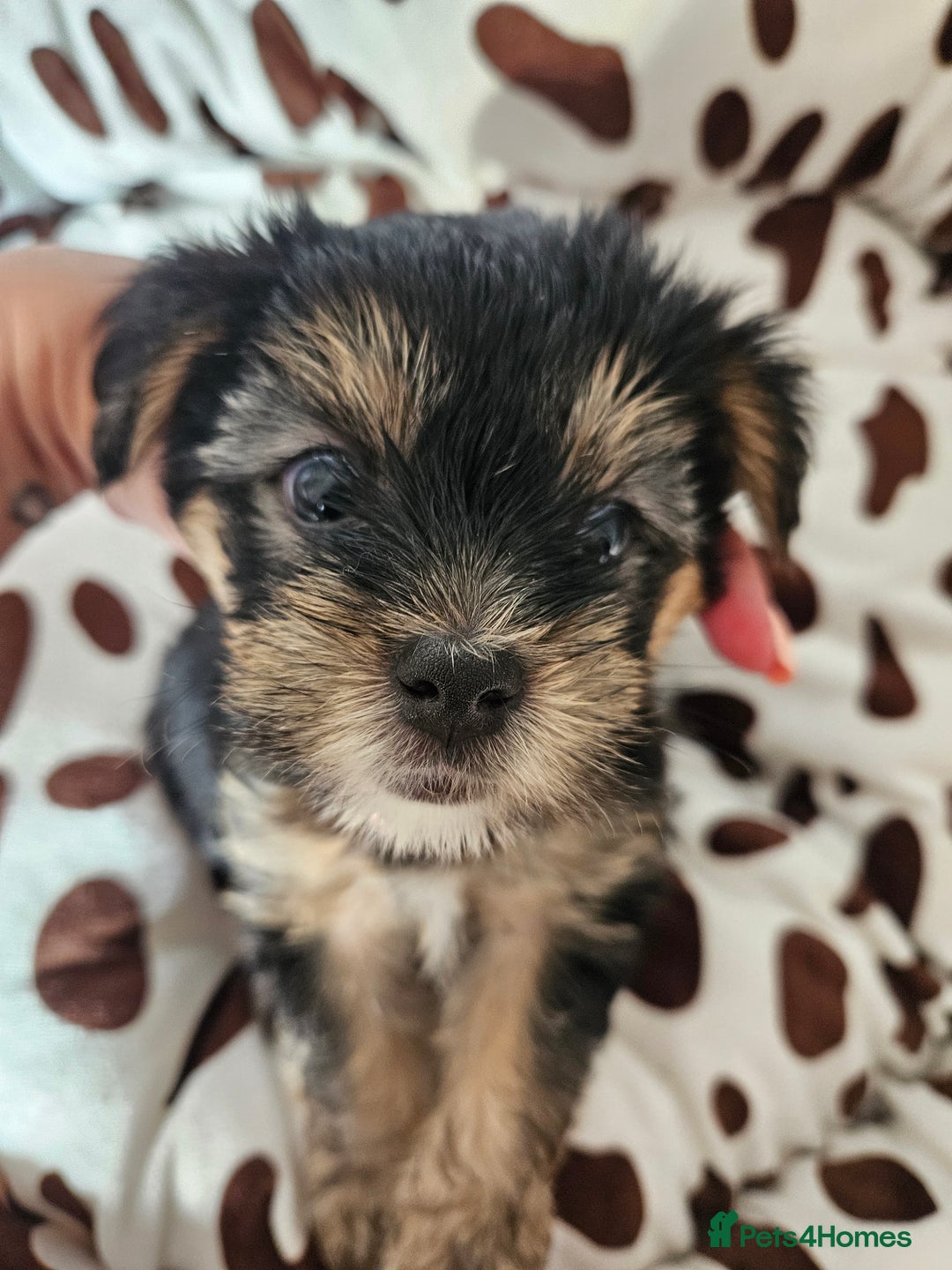 Yorkshire Terrier dogs for sale: DNA TESTED Father - Yorkshire Terrier puppies  - Image 6