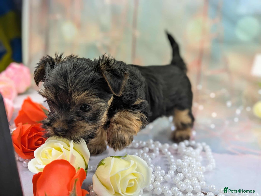 Yorkshire Terrier dogs for sale: Pedigree Yorkshire Terrier Puppies - Image 6