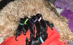 Cockapoo dogs for sale: American Cockapoo Puppies - Image 1