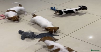 Jack Russell dogs PROPER JACK RUSSELL PUPPIES  - Advert 11