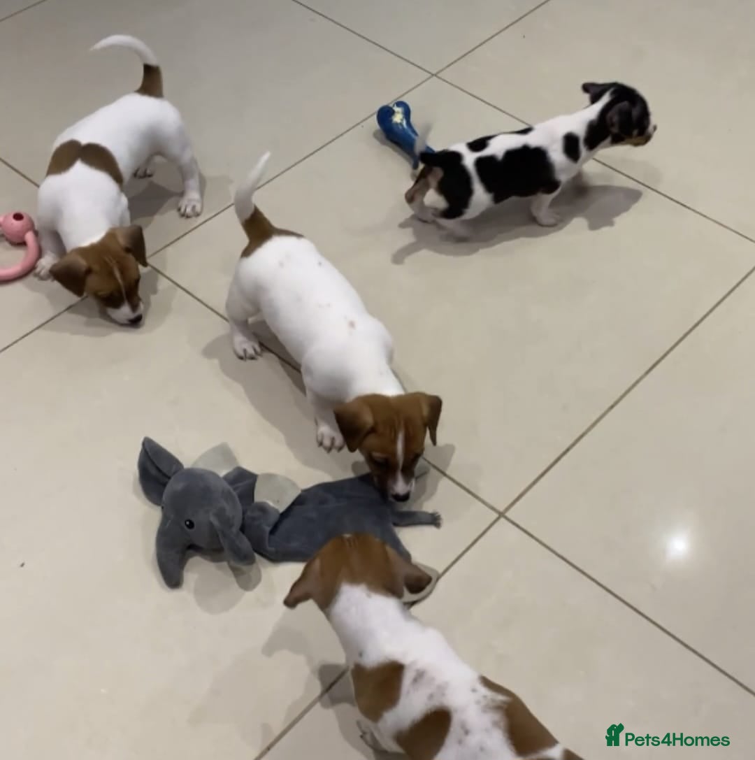 Jack Russell dogs for sale: PROPER JACK RUSSELL PUPPIES  - Advert 2