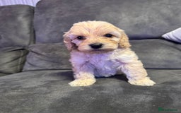 Cockapoo dogs for sale: Apricot Cockapoo Puppies  - Image 2