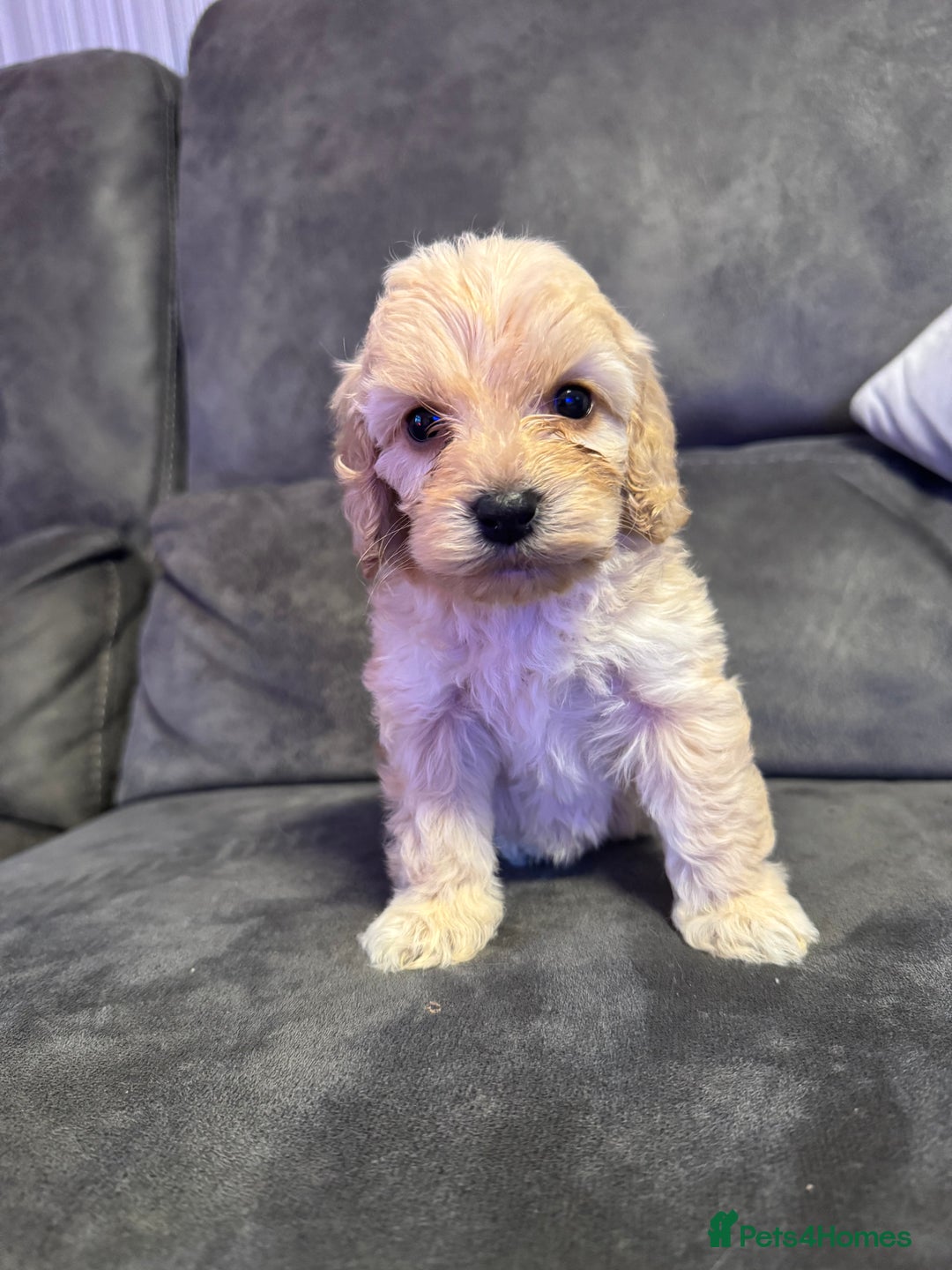 Cockapoo dogs for sale: Apricot Cockapoo Puppies  - Image 2