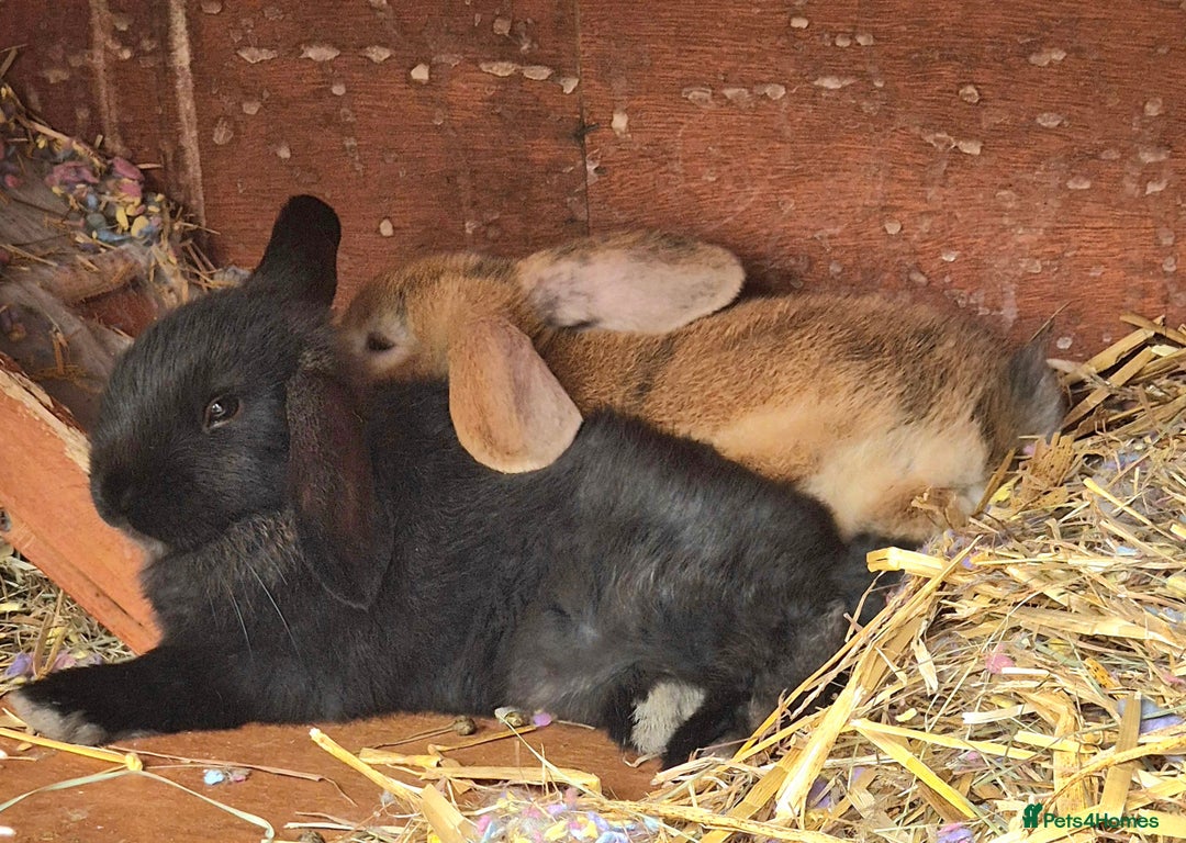 English Lop rabbits for sale: Baby Rabbits - Image 1