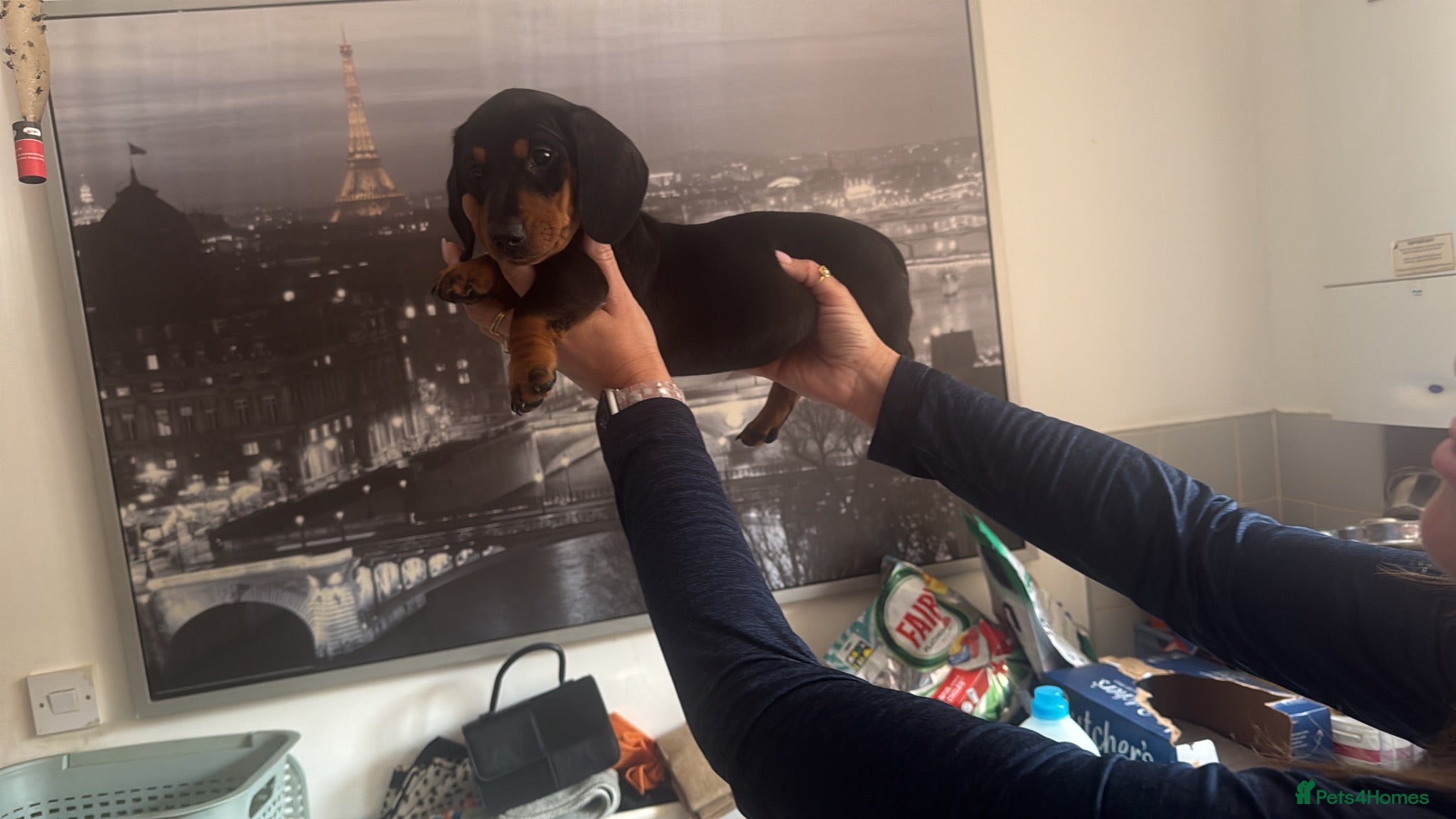Miniature Dachshund dogs Miniature dachshund  - Advert 13