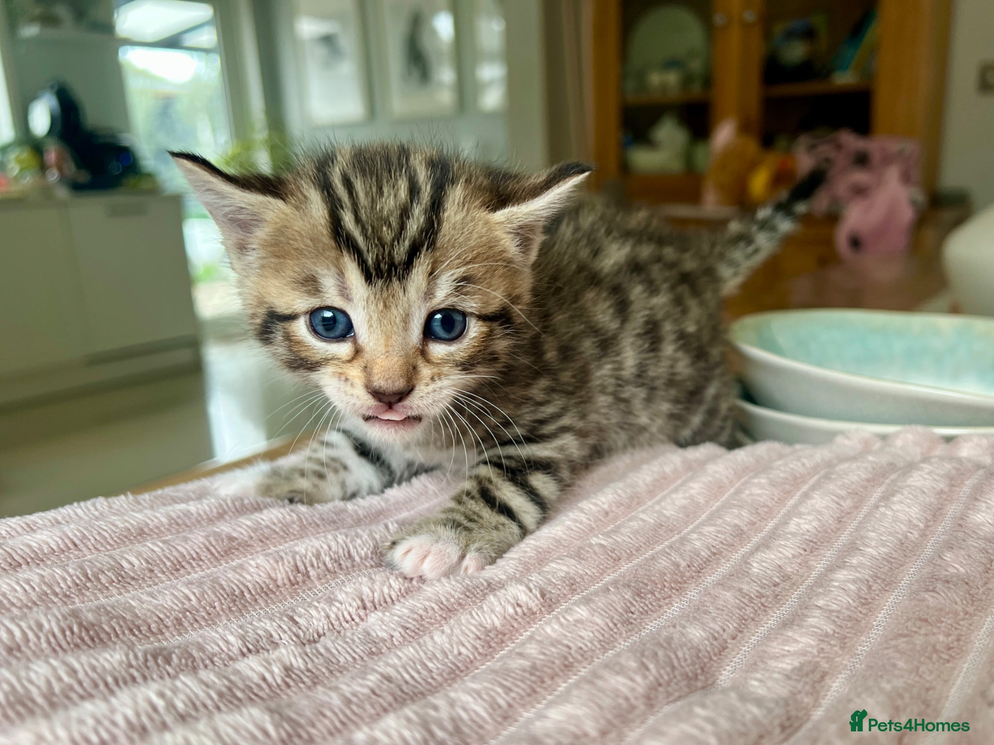 Bengal cats Bengal kitten  - Advert 9