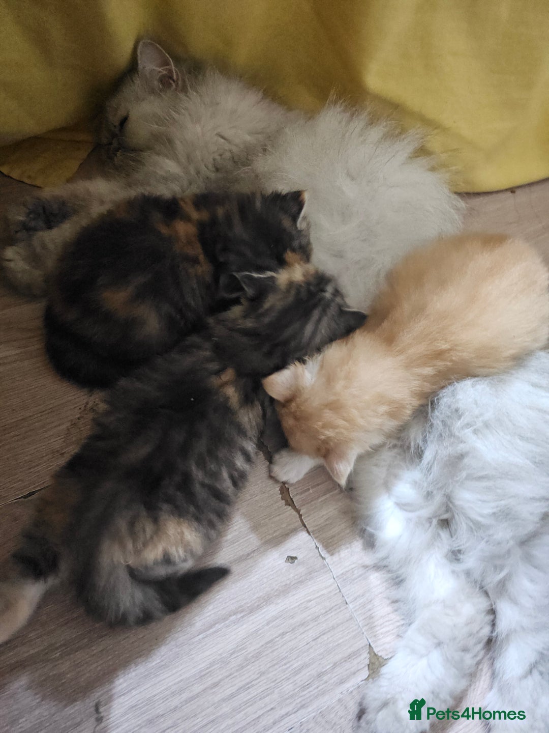 Persian cats for sale: Adorable Persian kittens - Advert 9