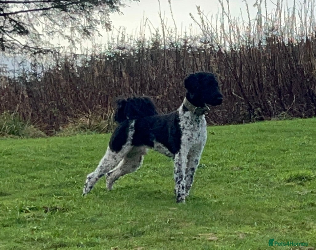Standard Poodle dogs Outstanding Parti Standard Poodle Stud - Advert 1