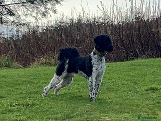 Standard Poodle dogs Outstanding Parti Standard Poodle Stud - Advert 1