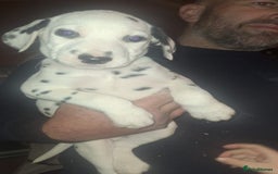 Dalmatian dogs for sale: Dalmatian pups - Image 6