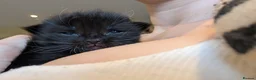 British Longhair cats for sale: *1 LEFT* British Longhair X Maine Coon Kittens - Advert 30