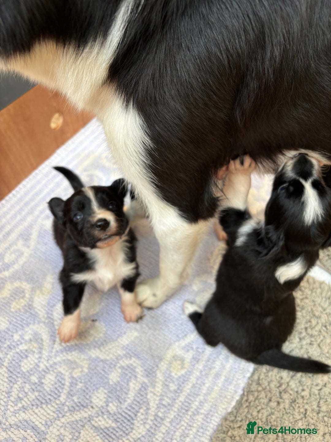 Border Collie dogs for sale: Maeve Border collie puppy  - Image 4