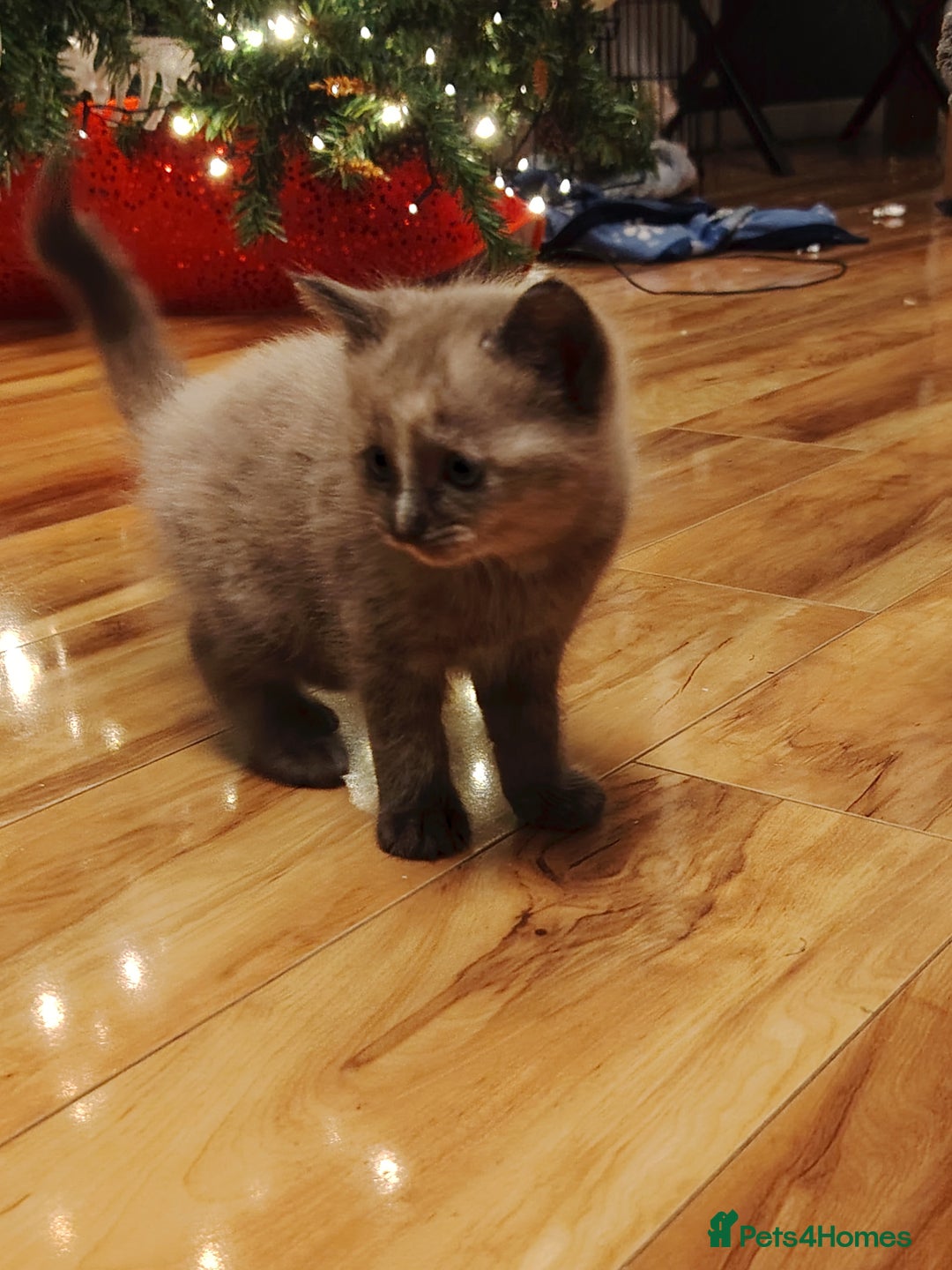 Tonkinese cats for sale: Gorgeous Tonkdoll kittens  - Advert 15