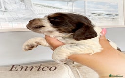 Cocker Spaniel dogs for sale: KC reg chocolate show cocker spaniel puppies  - Image 9