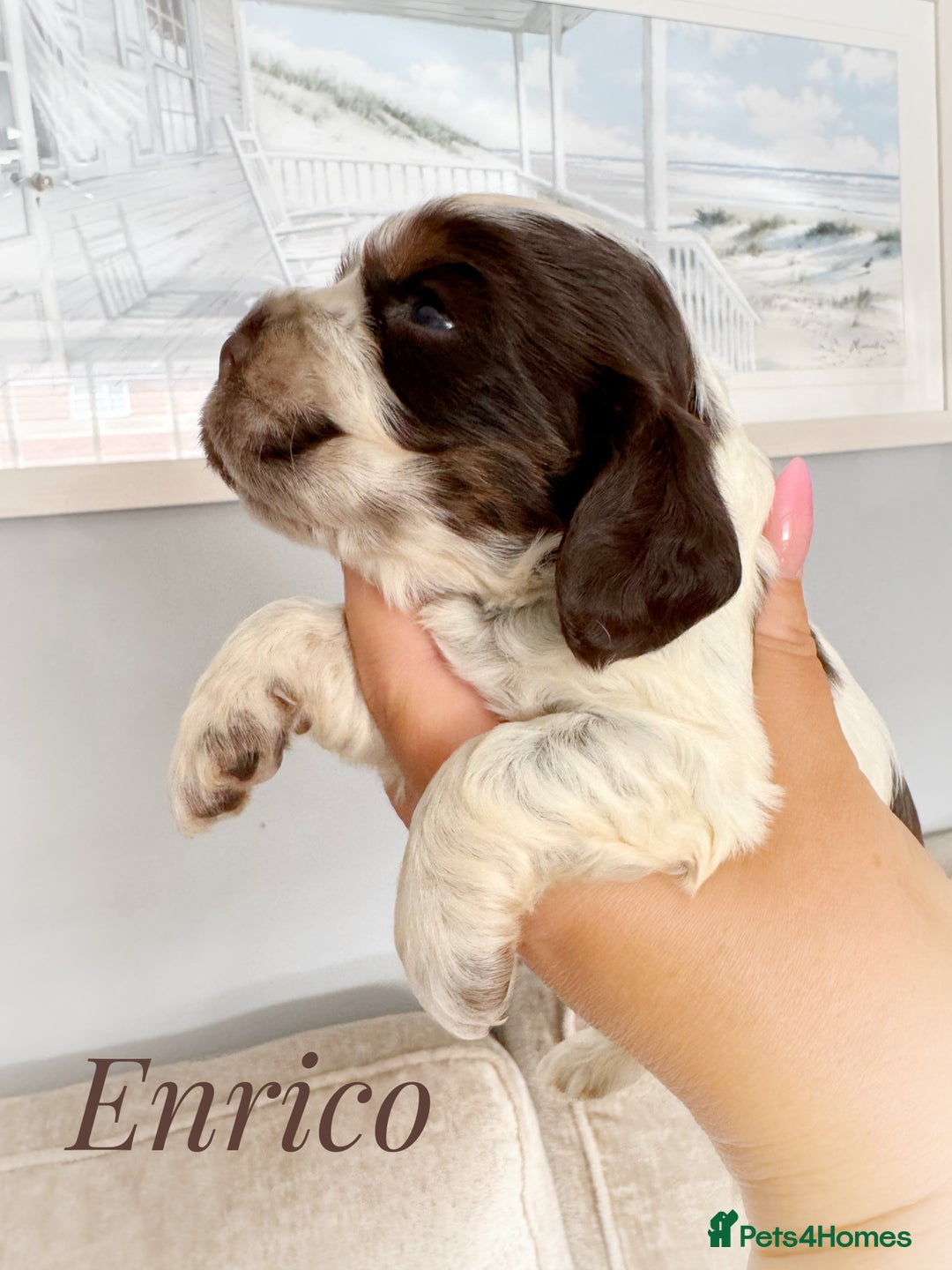 Cocker Spaniel dogs for sale: KC reg chocolate show cocker spaniel puppies  - Image 9